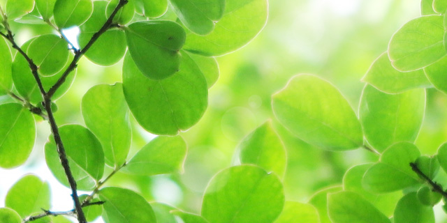 小林祐子社会保険労務士看護師事務所の特徴郡山障害年金の申請窓口 – 郡山･本宮･須賀川･田村･白河 対応